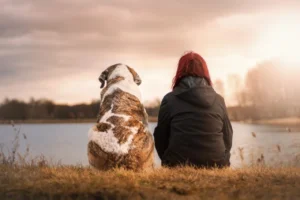Semester i Sverige med hund